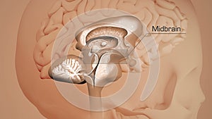 Sagittal section of the brain labeled