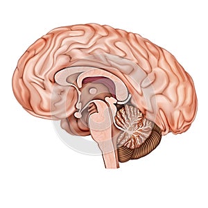 Sagittal section of the human brain. Structure of the human brain. Human anatomy.