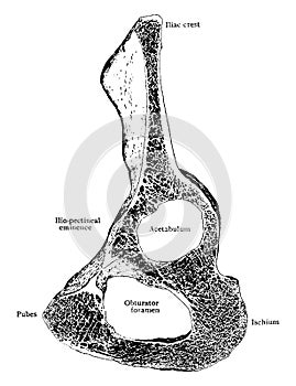Sagittal Section of Innominate Bone, vintage illustration