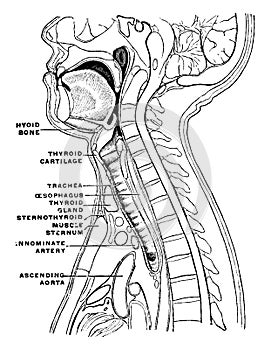 Sagittal Section of the Neck and Head, vintage illustration