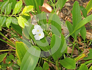 Sagittaria lancifolia L., Arrow Head Ame Son photo