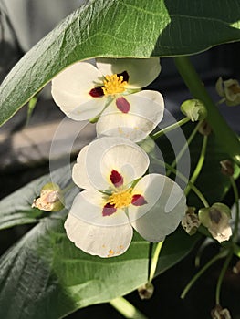 Sagittaria montevidensis or Giant arrowhead flower.