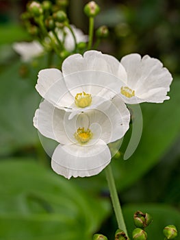 Sagittaria sagittifolia