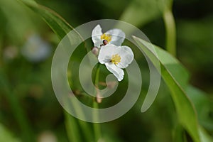 Sagittaria trifolia (Threeleaf arrowhead) flowers. Alismataceae perennial aquatic plants.