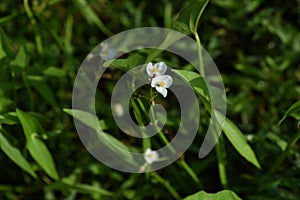 Sagittaria trifolia (Threeleaf arrowhead) flowers. Alismataceae perennial aquatic plants.