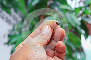 Sago beetle or worm palm weevil red motion in hand Rhynchophorus ferrugineus Popular food larva Southern Thailand