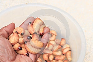 Sago beetle or worm palm weevil red motion in hand Rhynchophorus ferrugineus Popular food larva Southern Thailand