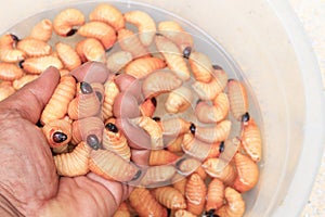 Sago beetle or worm palm weevil red motion in hand Rhynchophorus ferrugineus Popular food larva Southern Thailand