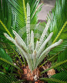 Sago cycad sprouting plant