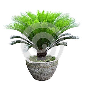 Sago cycad tree
