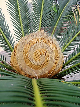 Sago cycas