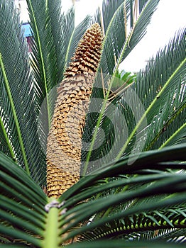 Sago cycas