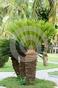 Sago cycas