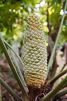 Sago cycas