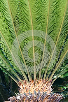 Sago cycas