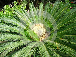 Sago palm