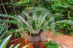 The Sago Palm