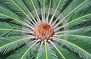 Sago Palm