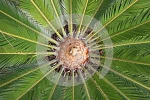 Sago Palm