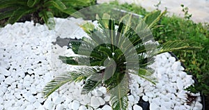 Sago palm adorned with decorative stones in garden