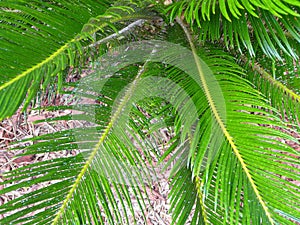 Sago Palm Asian Cycad Scale Insects photo