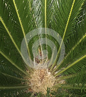 Sago Palm Asian Cycad Scale Insects