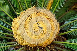 Sago Palm bloom (Cycas revoluta) (female), La Brea Tar Pits, Los Angeles, California.