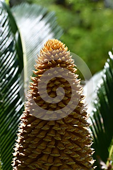 Sago Palm bloom with foliage - Cycas Revoluta