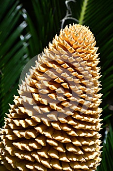 Sago Palm bloom with foliage - Cycas Revoluta