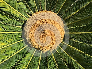 Sago palm with blossom cyca revoluta female in garden