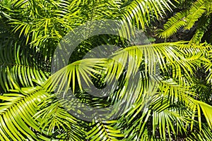 Sago palm, botanical name Cycas revoluta