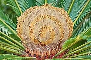 Sago Palm Cone