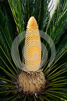 Sago Palm Cycad Male Flower photo