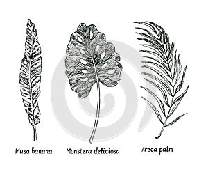 Sago palm Cycas revolut, Monstera deliciosa, Areca palm leaf. Ink black and white doodle drawing