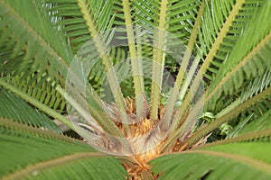 Sago palm Cycas revoluta