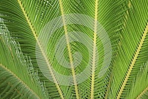 Sago palm Cycas revoluta