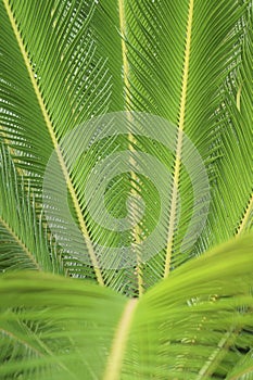 Sago palm Cycas revoluta
