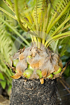 Sago palm (Cycas revoluta)