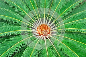 Sago Palm (Cycas revoluta). Green background