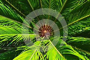 Sago Palm or Cycas Revoluta or Japenese cycad background photo