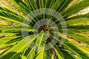 Sago palm or Cycas Revoluta or Japenese cycad view from above.