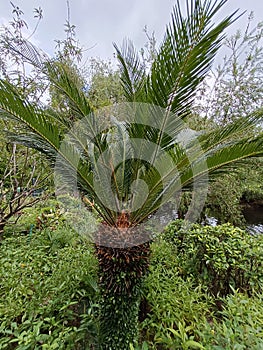 Sago palm or cycas revoluta is a species of gymnosperm in the family cycadaceae native to Southern Japan