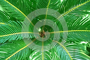 Sago palm or cycas revoluta tree leaves background