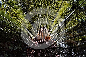 Sago palm, Cycas revoluta, on tropical garden, Minas Gerais