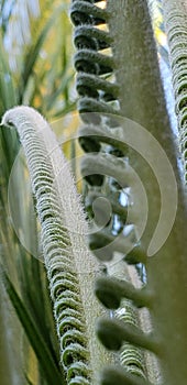 Sago palm fiddleheads