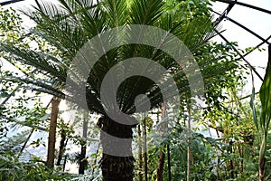 Sago palm in Latin called Cycas revoluta captured in a greenhouse of a botanic garden with various exotic plants.