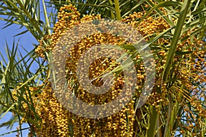 Sago Palm Latin name Cycas revoluta