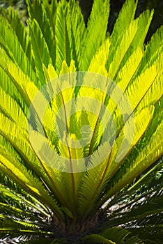 Sago palm leaves Cycas revoluta