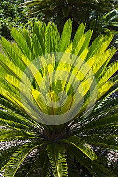 Sago palm leaves Cycas revoluta