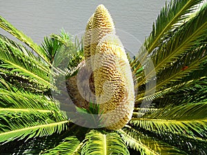 Sago Palm with Multiple Male Cones